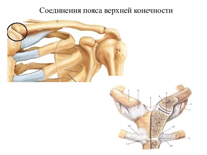 Соединения пояса верхней конечности