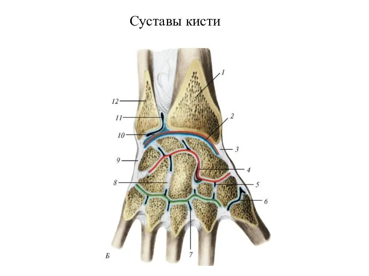 Суставы кисти