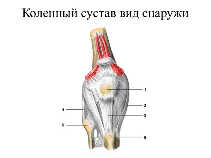 Коленный сустав вид снаружи