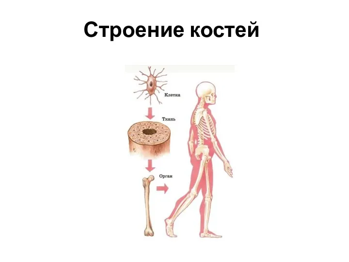 Строение костей