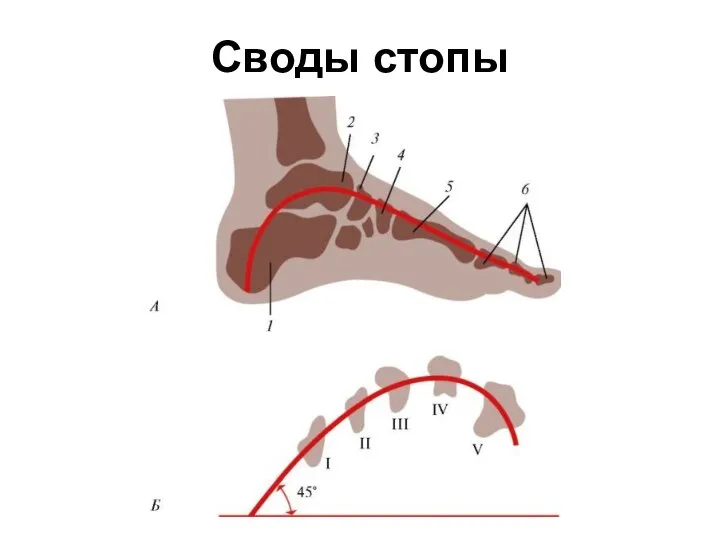 Своды стопы