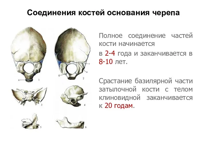 Соединения костей основания черепа Полное соединение частей кости начинается в 2-4 года