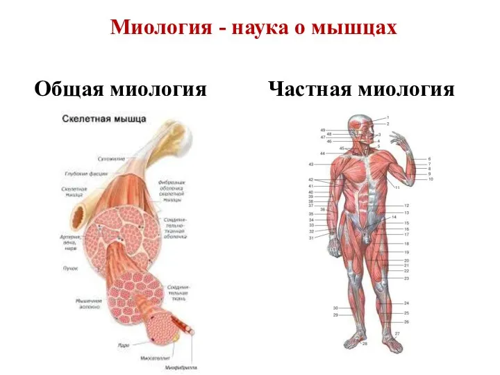 Миология - наука о мышцах Общая миология Частная миология