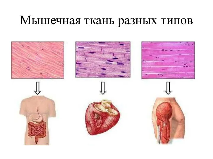 Мышечная ткань разных типов