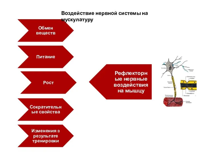 Воздействие нервной системы на мускулатуру