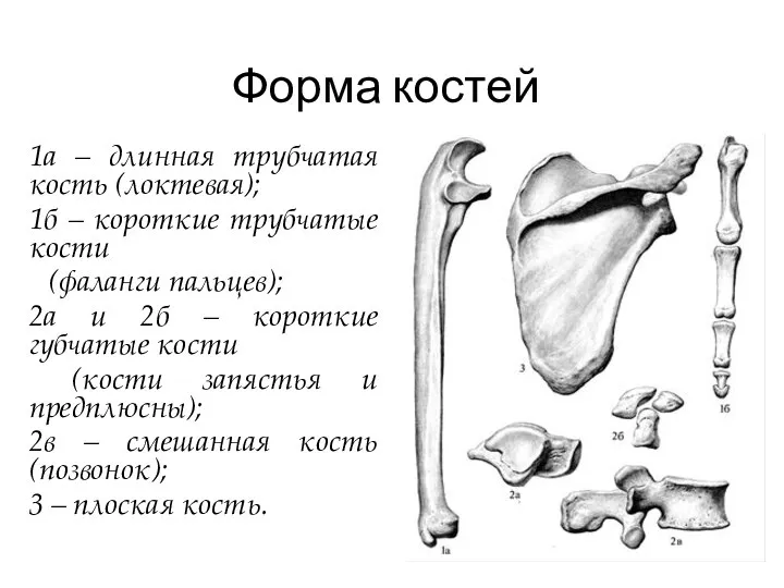 Форма костей 1а – длинная трубчатая кость (локтевая); 1б – короткие трубчатые