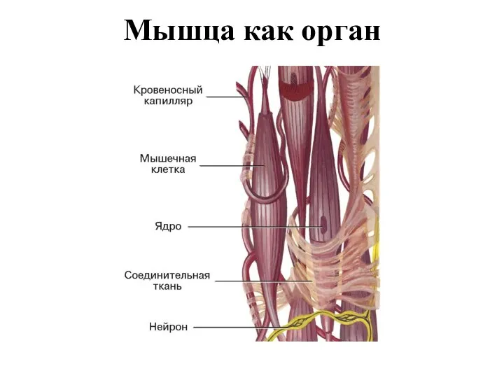 Мышца как орган