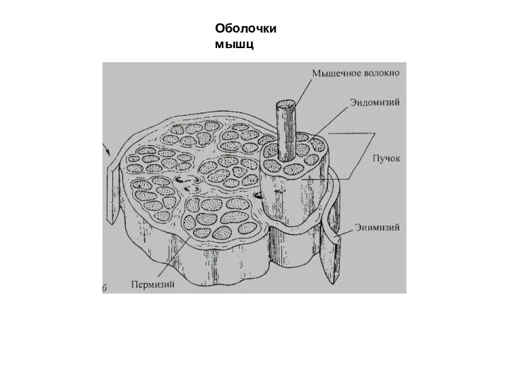 Оболочки мышц