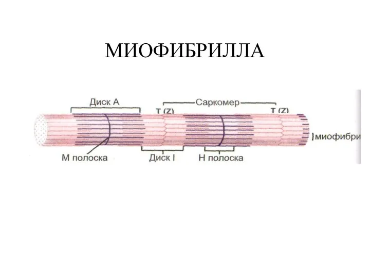 МИОФИБРИЛЛА