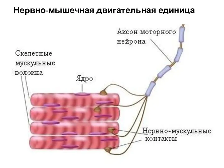 Нервно-мышечная двигательная единица