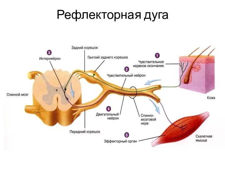 Рефлекторная дуга