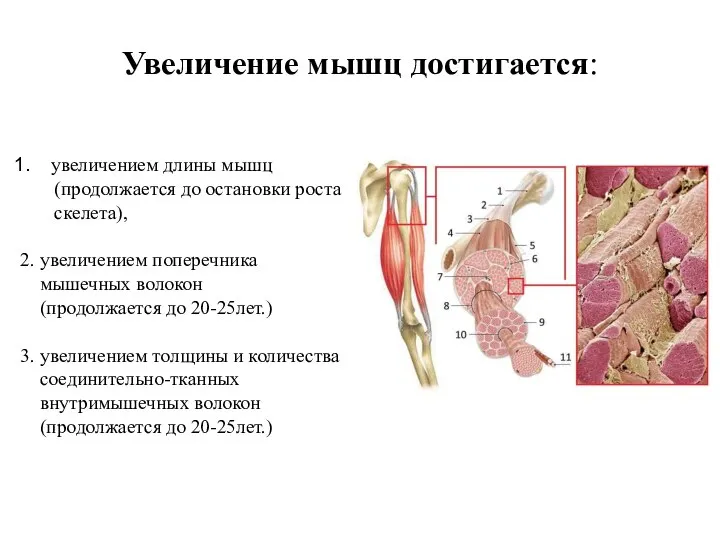 Увеличение мышц достигается: увеличением длины мышц (продолжается до остановки роста скелета), 2.