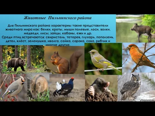 Животные Пильнинского района Для Пильнинского района характерны такие представители животного мира как:
