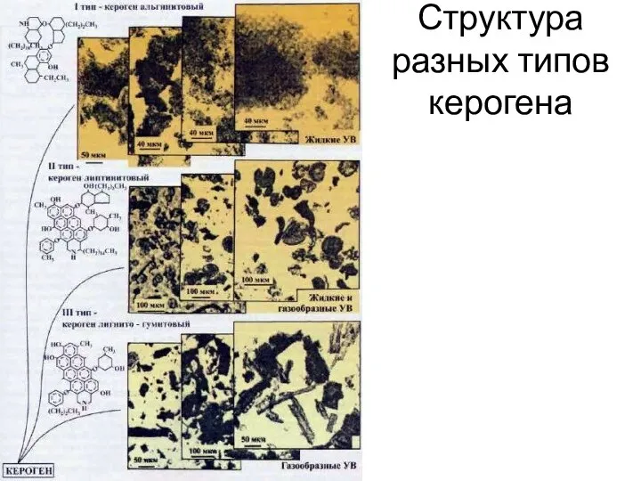 Структура разных типов керогена