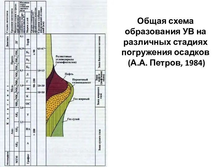 Общая схема образования УВ на различных стадиях погружения осадков (А.А. Петров, 1984)