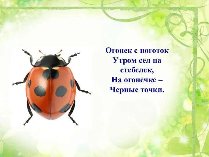 Огонек с ноготок Утром сел на стебелек, На огонечке – Черные точки.