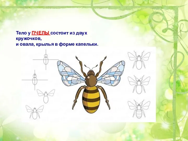 Тело у ПЧЕЛЫ состоит из двух кружочков, и овала, крылья в форме капельки.