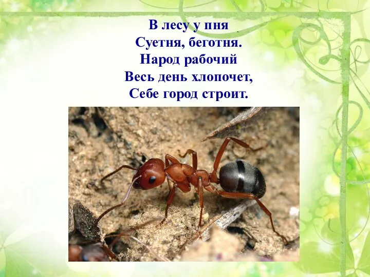 В лесу у пня Суетня, беготня. Народ рабочий Весь день хлопочет, Себе город строит.