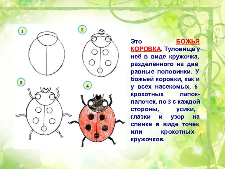 Это БОЖЬЯ КОРОВКА. Туловище у неё в виде кружочка, разделён­ного на две