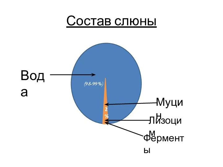 Состав слюны (98-99%) 2% Вода Муцин Лизоцим Ферменты