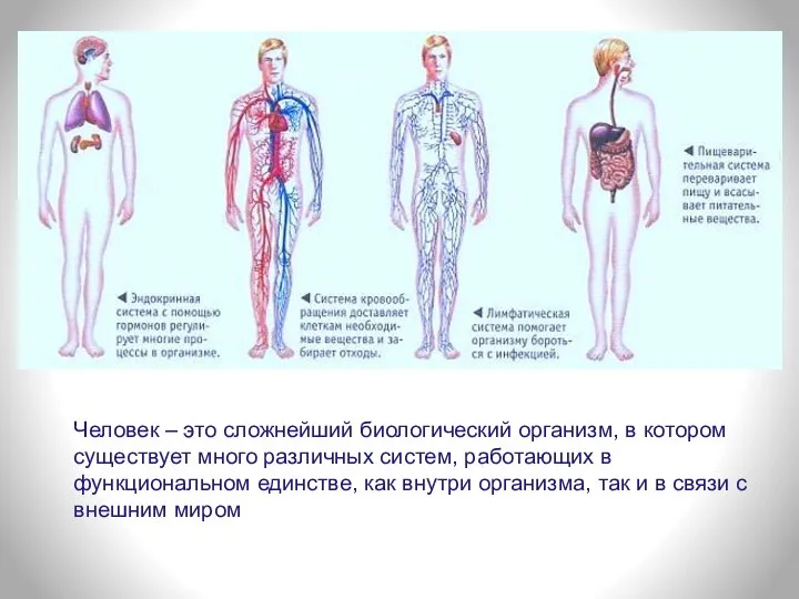 Человек – это сложнейший биологический организм, в котором существует много различных систем,