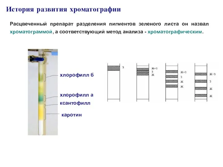 История развития хроматографии Расцвеченный препарат разделения пигментов зеленого листа он назвал хроматограммой,