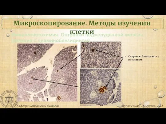 Иммуногистохимия. Островки поджелудочной железы (реакция с диаминобензидином) Кафедра медицинской биологии Трунов Роман,