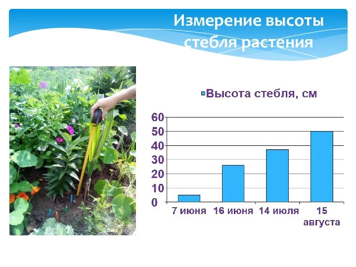 Измерение высоты стебля растения