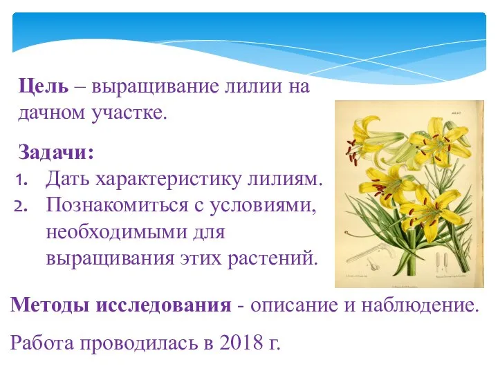 Цель – выращивание лилии на дачном участке. Задачи: Дать характеристику лилиям. Познакомиться