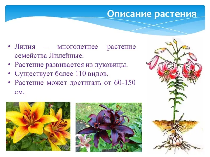 Описание растения Лилия – многолетнее растение семейства Лилейные. Растение развивается из луковицы.