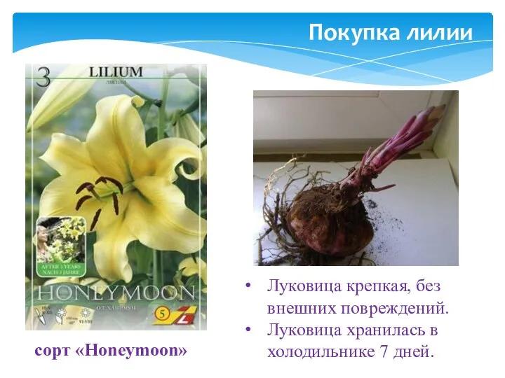 Покупка лилии Луковица крепкая, без внешних повреждений. Луковица хранилась в холодильнике 7 дней. сорт «Honeymoon»