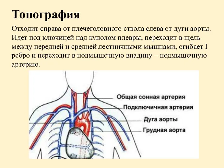 Топография Отходит справа от плечеголовного ствола слева от дуги аорты. Идет под