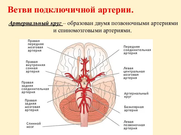 Ветви подключичной артерии. Артериальный круг – образован двумя позвоночными артериями и спиномозговыми артериями.