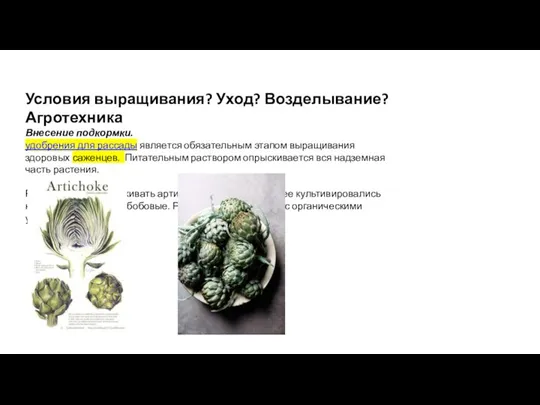 Условия выращивания? Уход? Возделывание? Агротехника Внесение подкормки. удобрения для рассады является обязательным