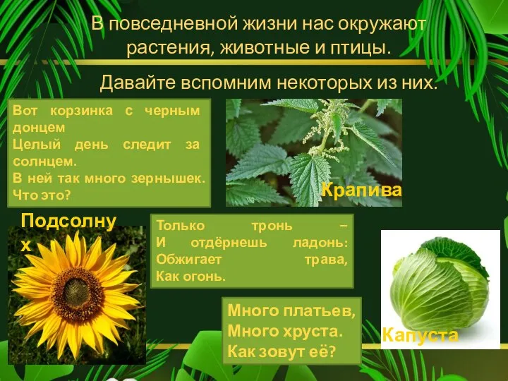 В повседневной жизни нас окружают растения, животные и птицы. Давайте вспомним некоторых