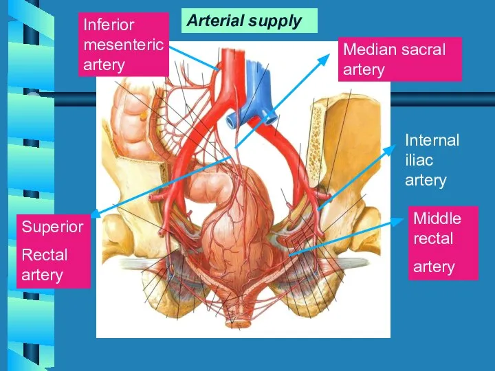 Inferior mesenteric artery Superior Rectal artery Middle rectal artery Median sacral artery