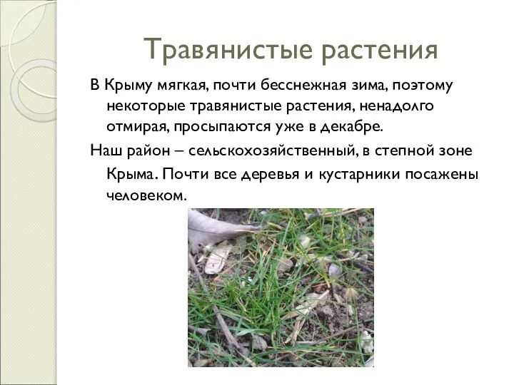 Травянистые растения В Крыму мягкая, почти бесснежная зима, поэтому некоторые травянистые растения,
