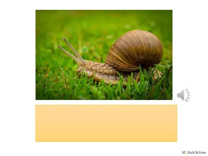 snail