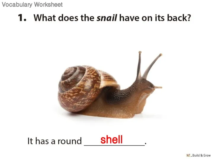 shell Vocabulary Worksheet