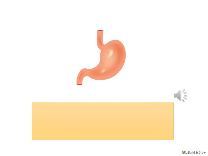 stomach