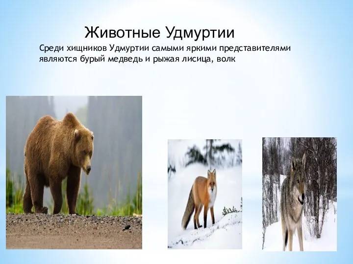 Животные Удмуртии Среди хищников Удмуртии самыми яркими представителями являются бурый медведь и рыжая лисица, волк