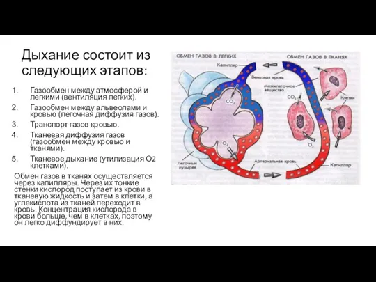 Дыхание состоит из следующих этапов: Газообмен между атмосферой и легкими (вентиляция легких).