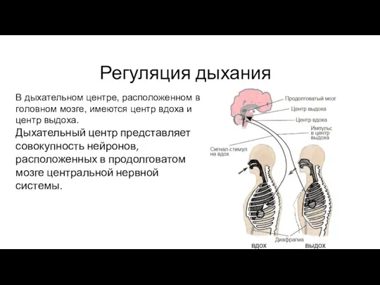 Регуляция дыхания В дыхательном центре, расположенном в головном мозге, имеются центр вдоха