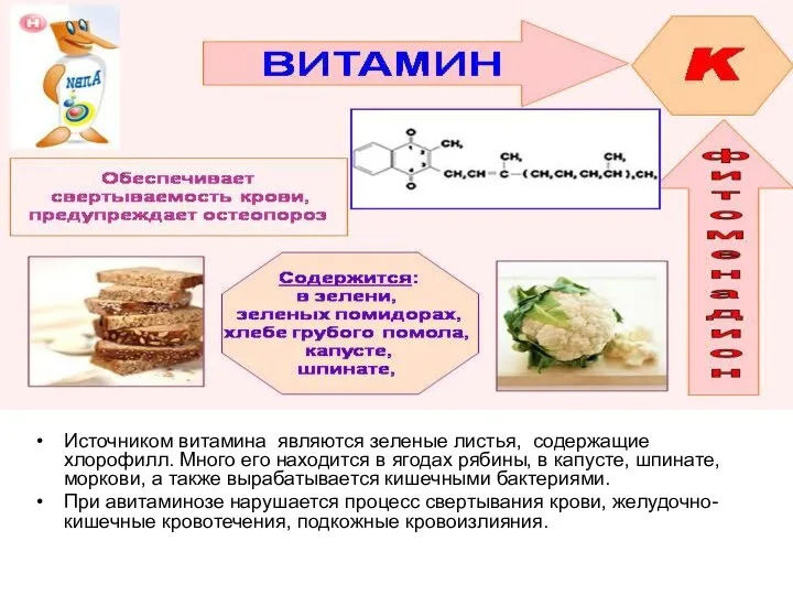 Источником витамина являются зеленые листья, содержащие хлорофилл. Много его находится в ягодах