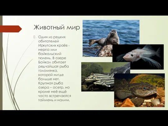 Животный мир Один из редких обитателей Иркутских краёв - нерпа или байкальский