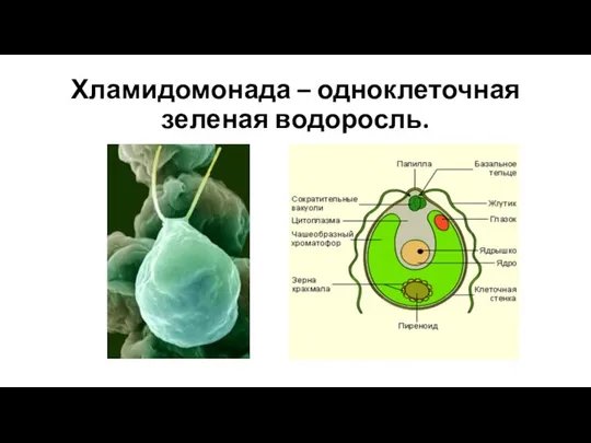 Хламидомонада – одноклеточная зеленая водоросль.