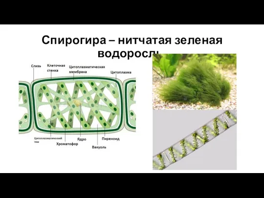 Спирогира – нитчатая зеленая водоросль.