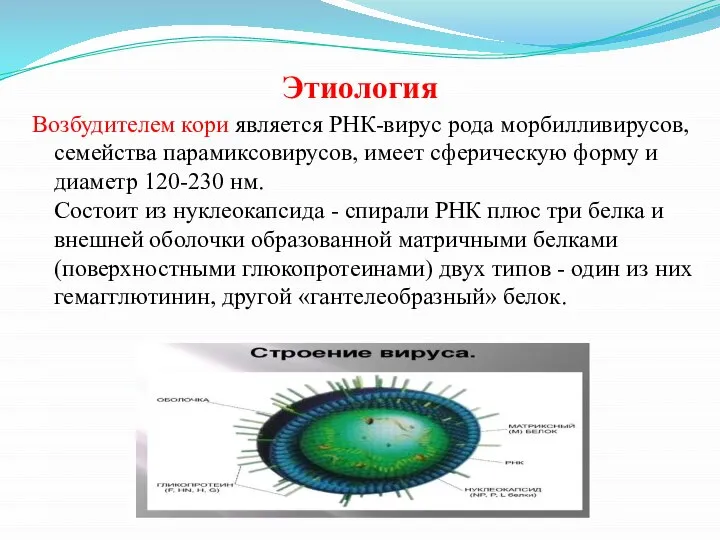 Этиология Возбудителем кори является РНК-вирус рода морбилливирусов, семейства парамиксовирусов, имеет сферическую форму