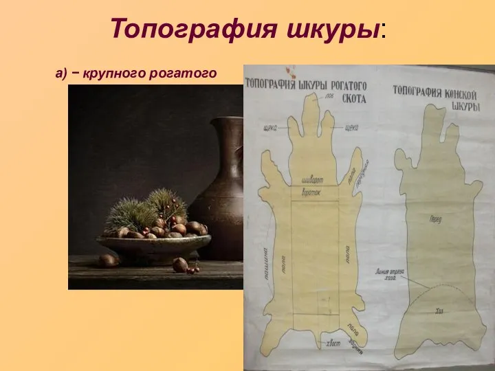 Топография шкуры: а) − крупного рогатого скота: 1 − чепрак, 2 −