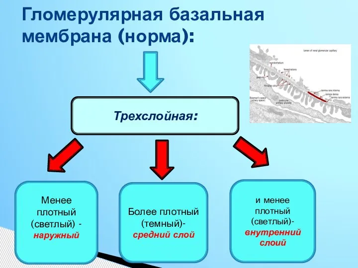 Гломерулярная базальная мембрана (норма): Трехслойная: Менее плотный (светлый) -наружный Более плотный (темный)-